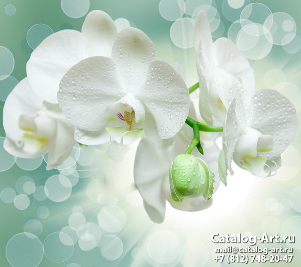 White orchids 2